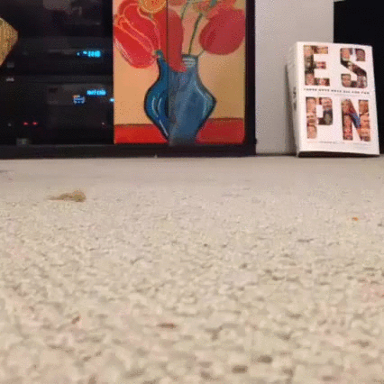 Cat in flip flop